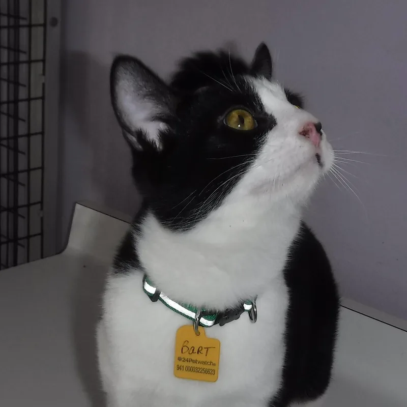 Bart  Fun & thumbnail 4