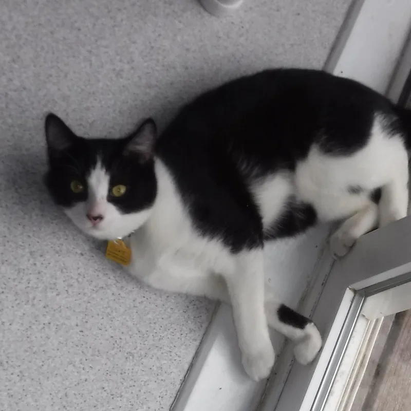 Bart  Fun & thumbnail 5