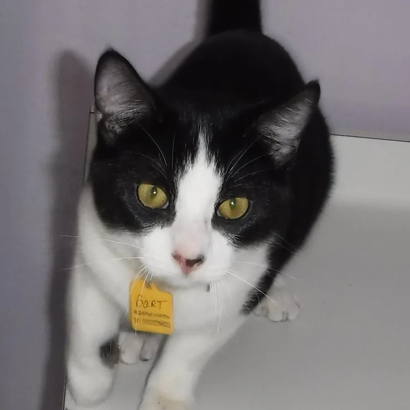 Bart  Fun & thumbnail 6