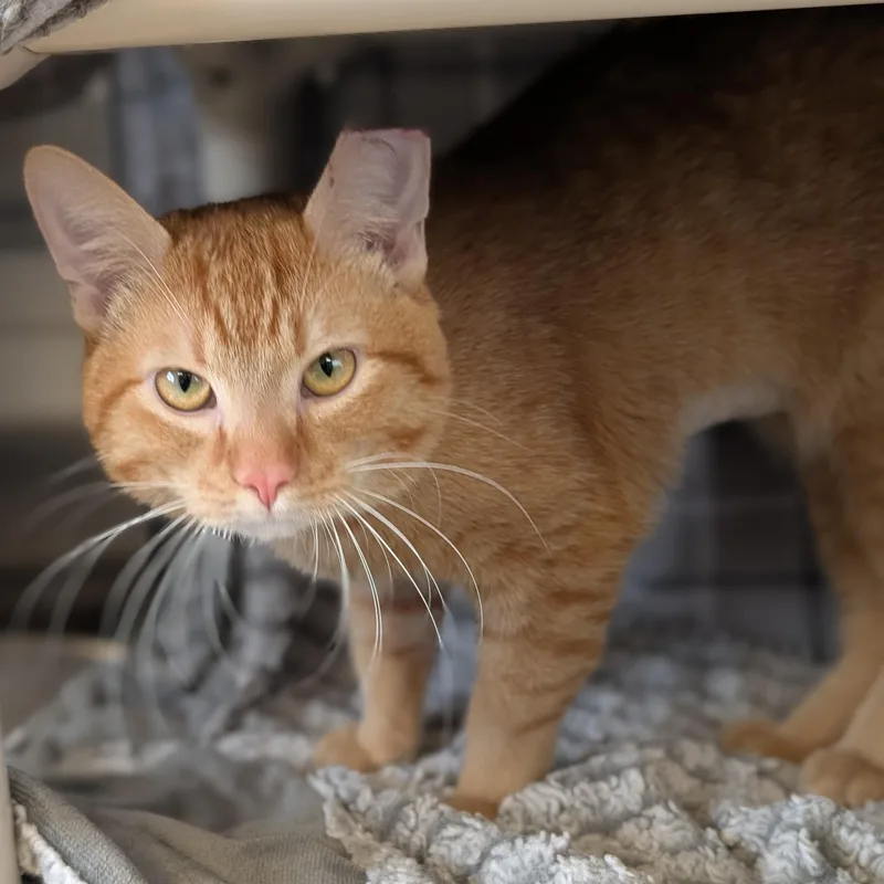 An adult medium-sized male Tabby (Orange / Red) Domestic Short Hair cat named Garfield for adoption in Jefferson, WI