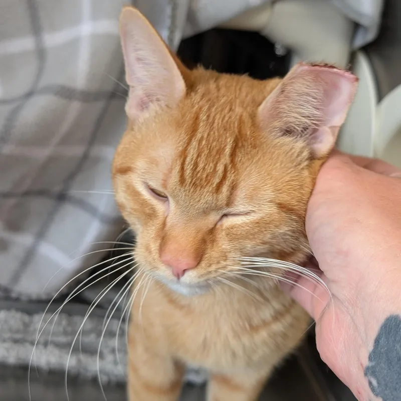 Garfield thumbnail 2
