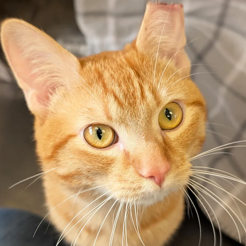 Garfield thumbnail 3