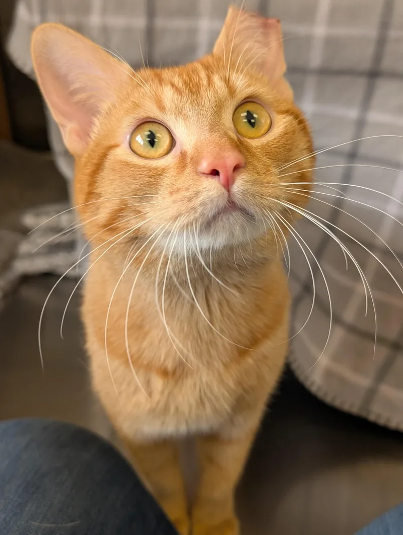 Garfield thumbnail 4