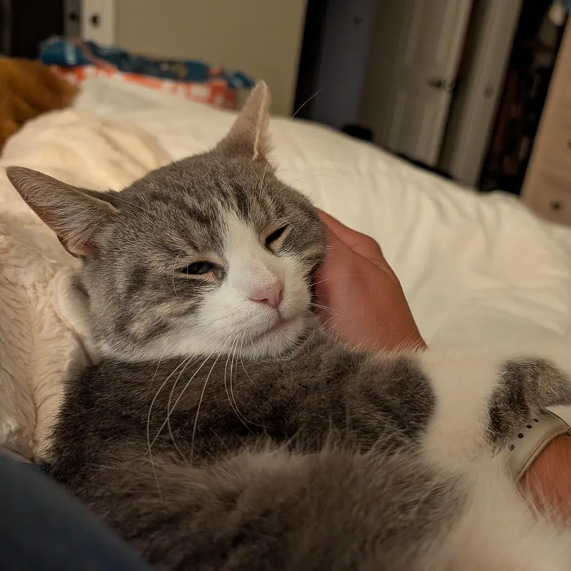 An adult medium-sized female Domestic Short Hair cat named Sylvie for adoption in Honeoye, NY