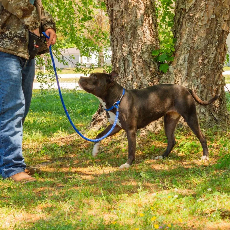 An adult medium-sized female Black Pit Bull Terrier dog named Maxine for adoption in Windsor, VA