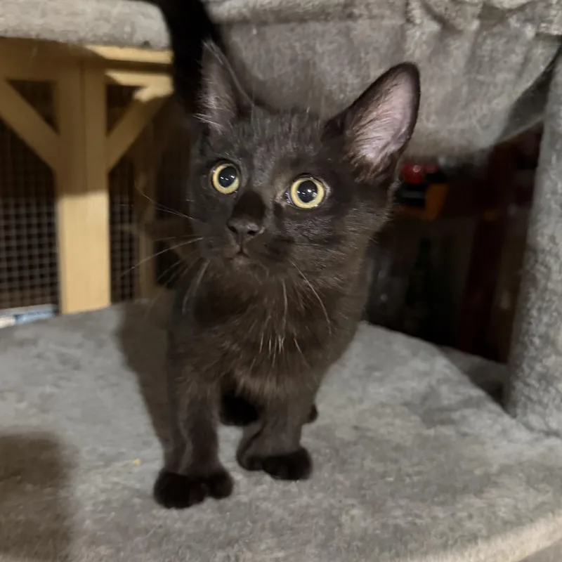 A baby medium-sized female Black Domestic Short Hair cat named Olivia for adoption in North Versailles, PA