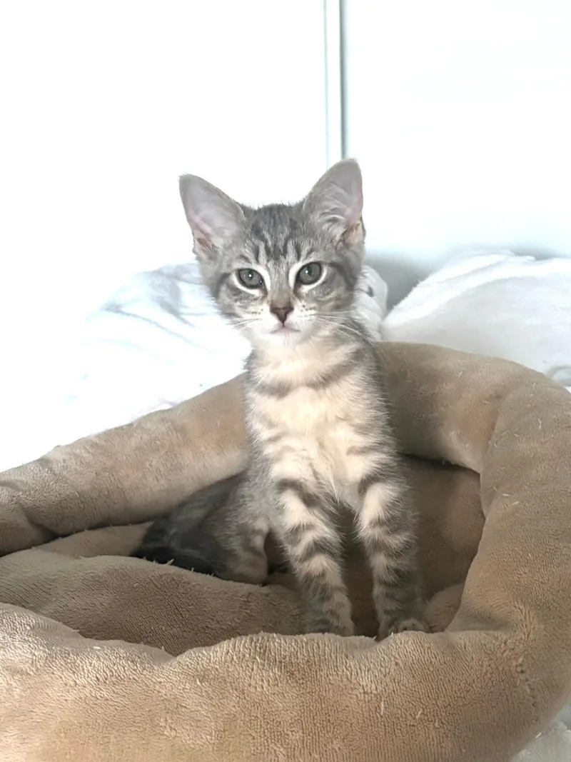 Buttercup thumbnail 4