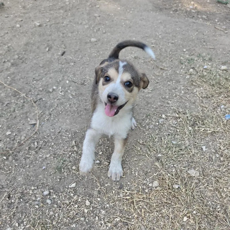 A baby medium-sized female Brown / Chocolate Husky dog named Marigold AL for adoption in Austin, TX