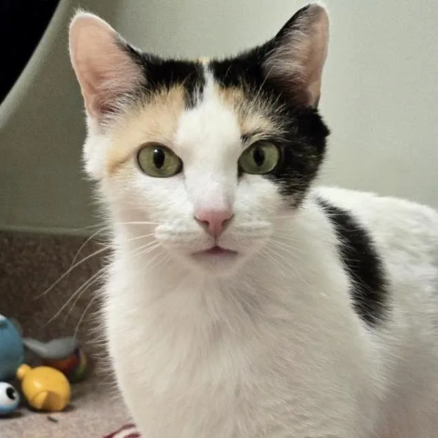 A young medium-sized female White Domestic Short Hair cat named Princess for adoption in Briarcliff Manor, NY