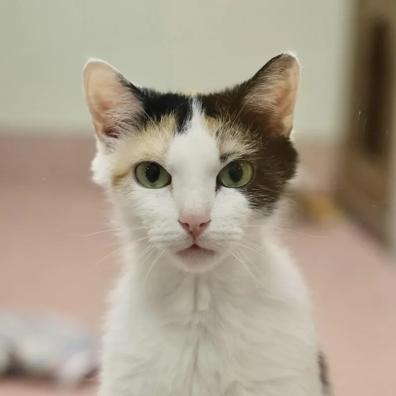 Princess thumbnail 2