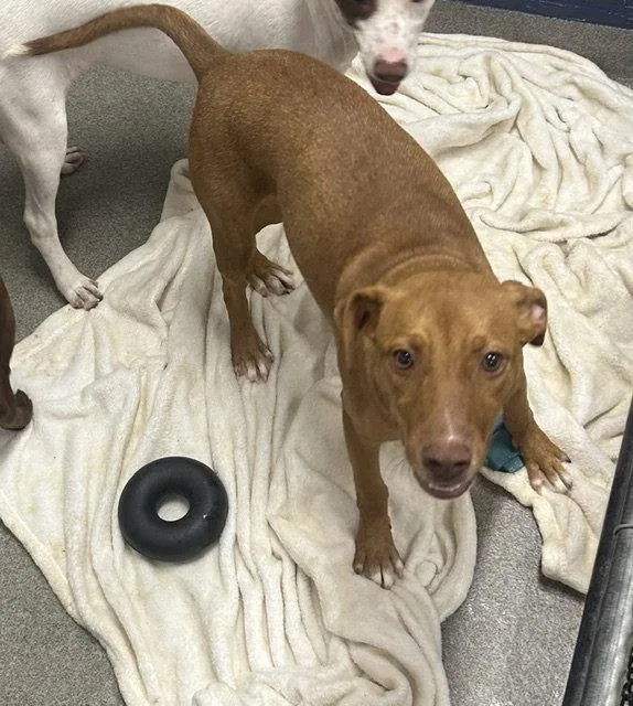 A young medium-sized female Labrador Retriever dog named Cove months female for adoption in Sterling, MA