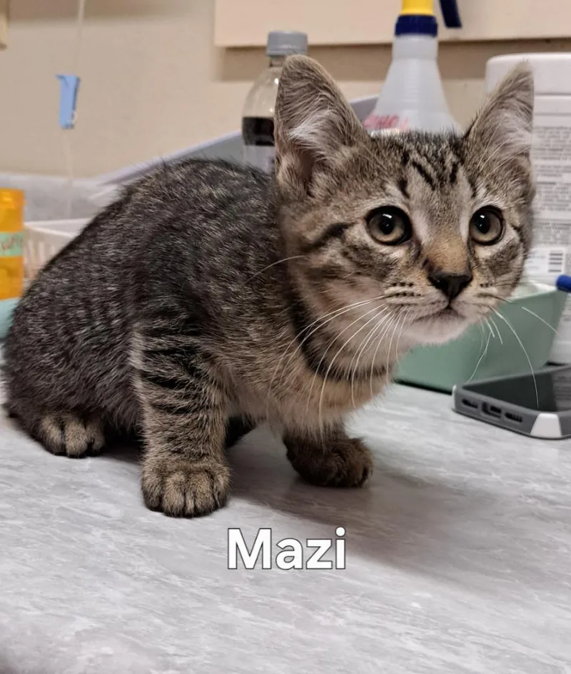 Mazi