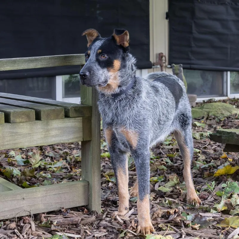 A young medium-sized male Australian Cattle Dog / Blue Heeler dog named Smokie for adoption in McKean, PA