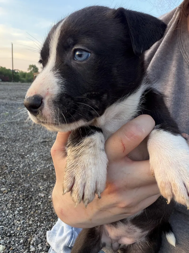 Ms.bella thumbnail 2