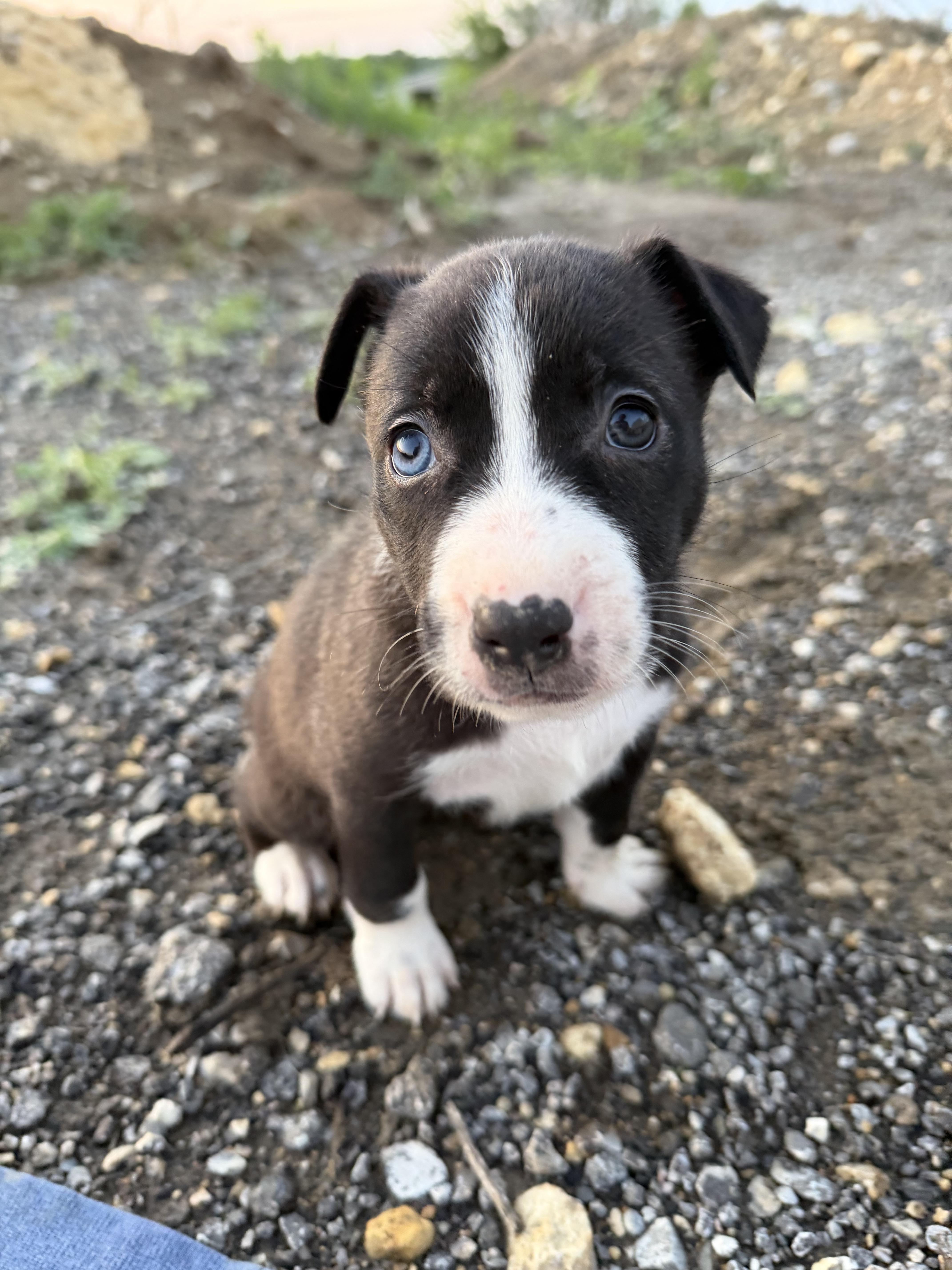 A baby medium-sized female Border Collie dog named Ms.bella for adoption in Haslet, TX