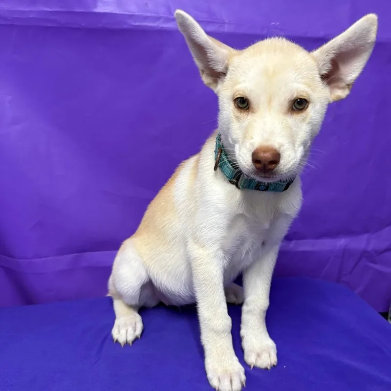 A baby medium-sized female Australian Shepherd dog named Limon for adoption in North Myrtle Beach, SC