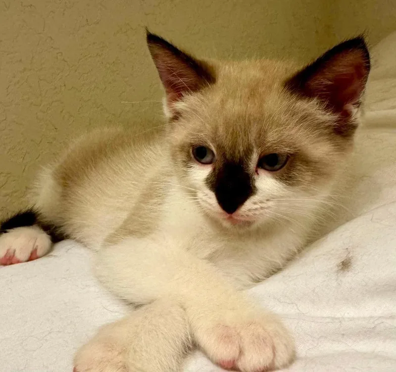 A baby small-sized male Black & White / Tuxedo Siamese cat named Odysseus for adoption in Shawnee, OK