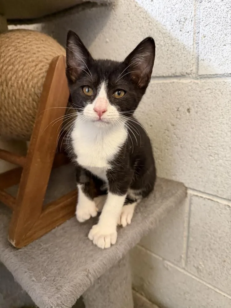A baby small-sized male Domestic Short Hair cat named MadDog for adoption in Ontario, CA