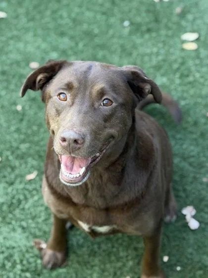 An adult large-sized female Chocolate Labrador Retriever dog named Remy for adoption in Sacramento, CA