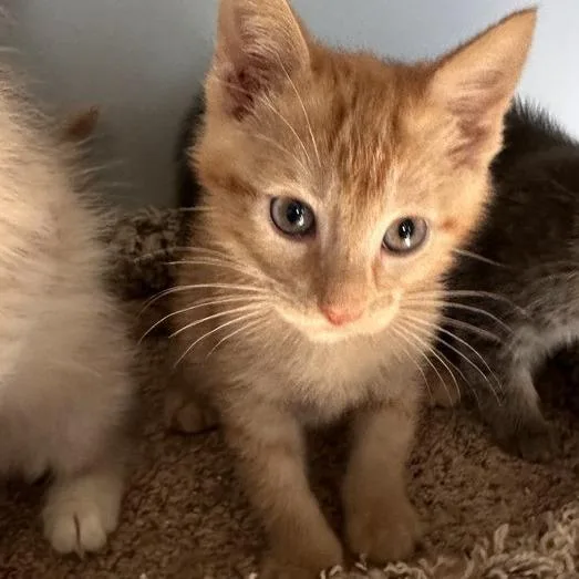 A baby small-sized male Domestic Short Hair cat named Blaze for adoption in Woodstock, GA