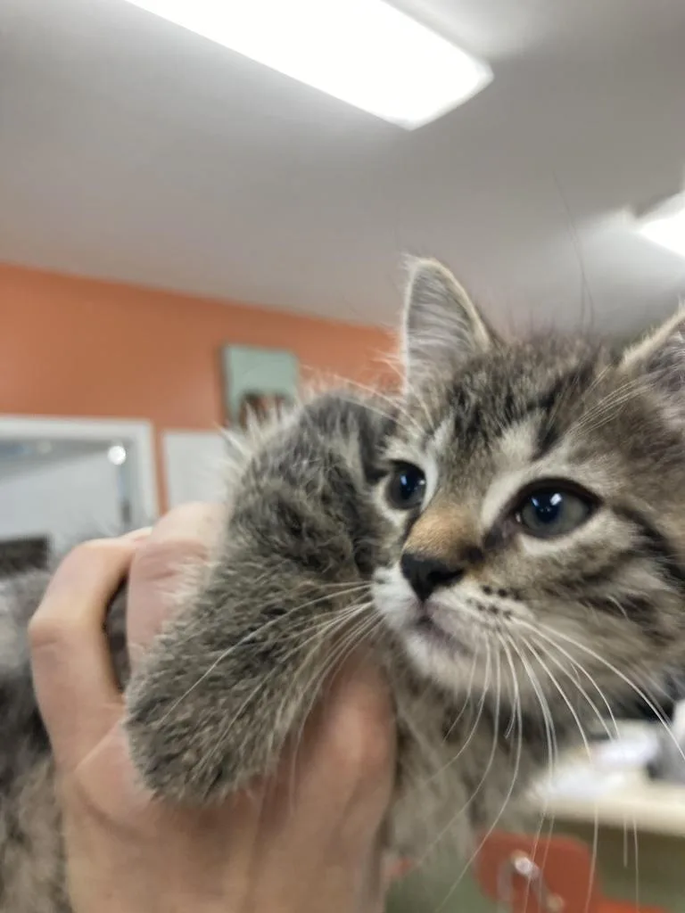 A baby medium-sized female Domestic Short Hair cat named Julie for adoption in Burnsville, NC