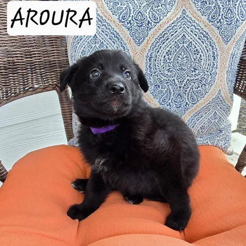 A baby medium-sized female Black Labrador Retriever dog named Aurora for adoption in Sanford, NC