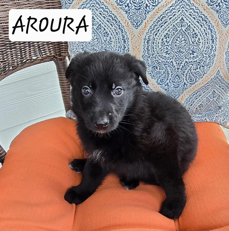 Aurora thumbnail 2