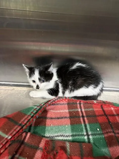 A baby small-sized female Domestic Short Hair cat named Lady May for adoption in Chester, SC