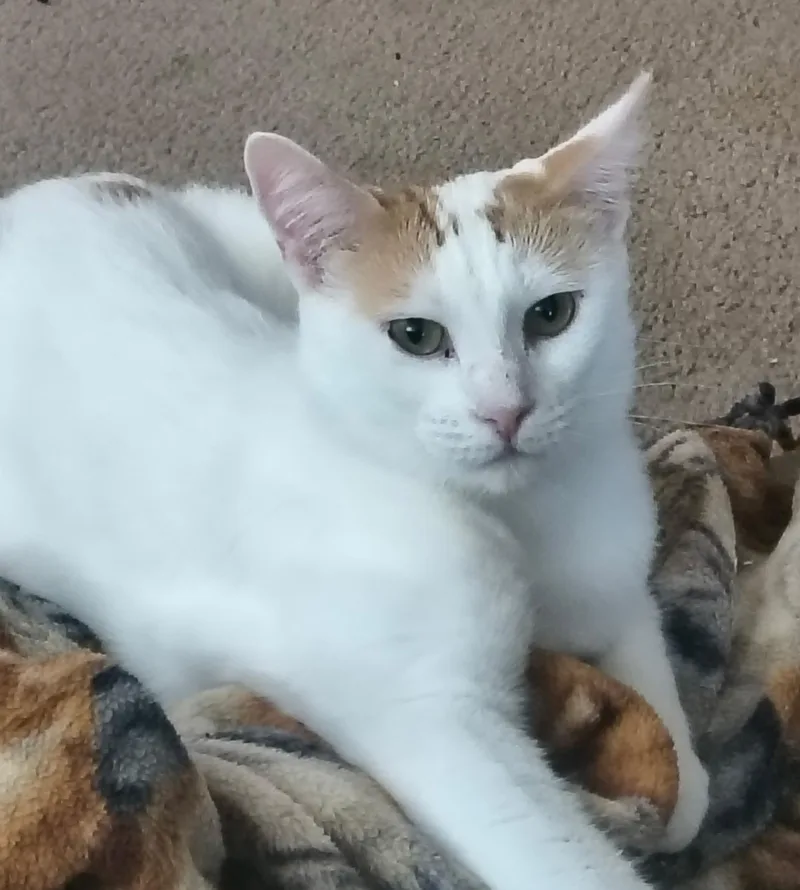 A young medium-sized female Domestic Short Hair cat named Gigi for adoption in Gilbert, AZ