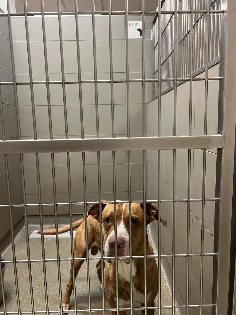 A young large-sized male Mixed Breed dog named Derek for adoption in Rome, GA