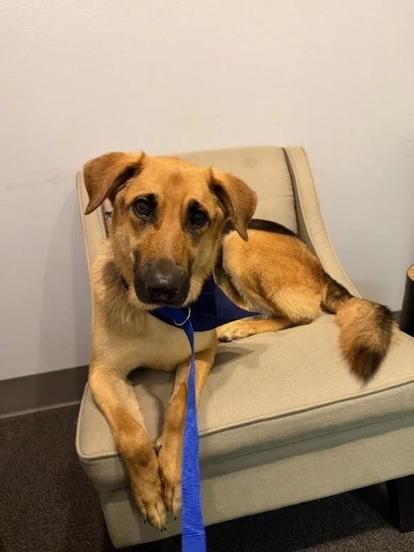 An adult large-sized male German Shepherd Dog dog named Milo for adoption in Lafayette, LA