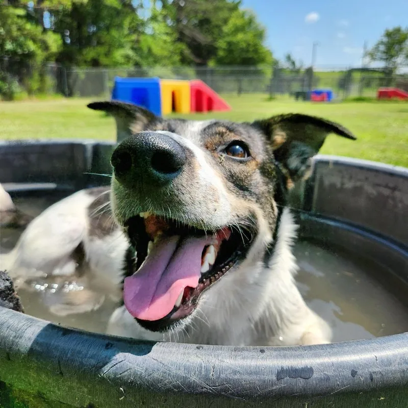 An adult medium-sized male Mixed Breed dog named Mule for adoption in Deerfield, IL