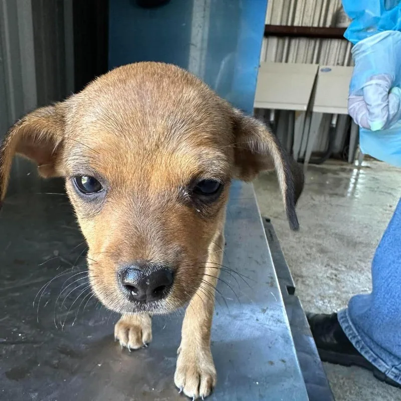 A baby small-sized female Chihuahua dog named Aspen for adoption in Bastrop, TX