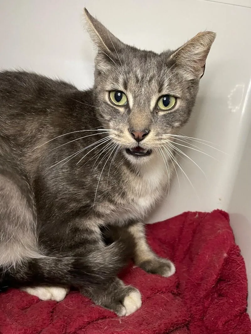 An adult medium-sized female Domestic Short Hair cat named Orwin for adoption in Roanoke, VA