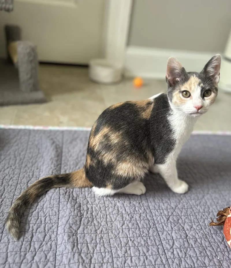 A young medium-sized female Calico Domestic Short Hair cat named Misty for adoption in Murfreesboro, TN