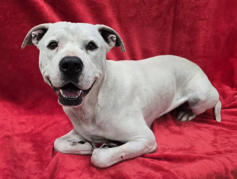 An adult large-sized male Mixed Breed dog named Rooster for adoption in Frankfort, IN