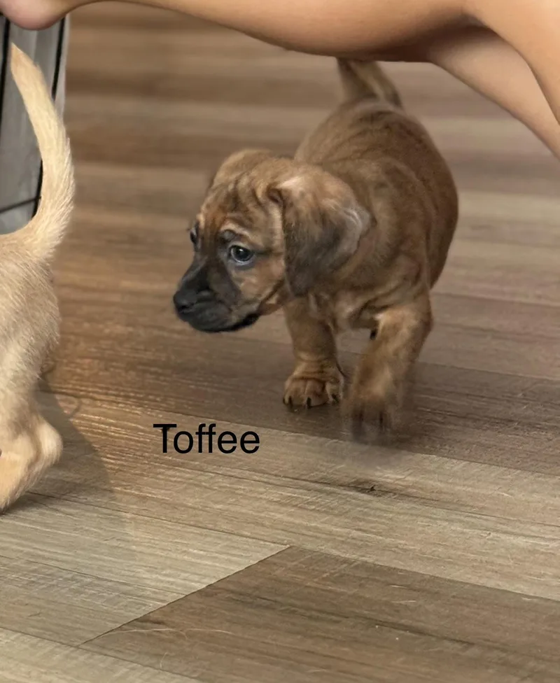 Toffee