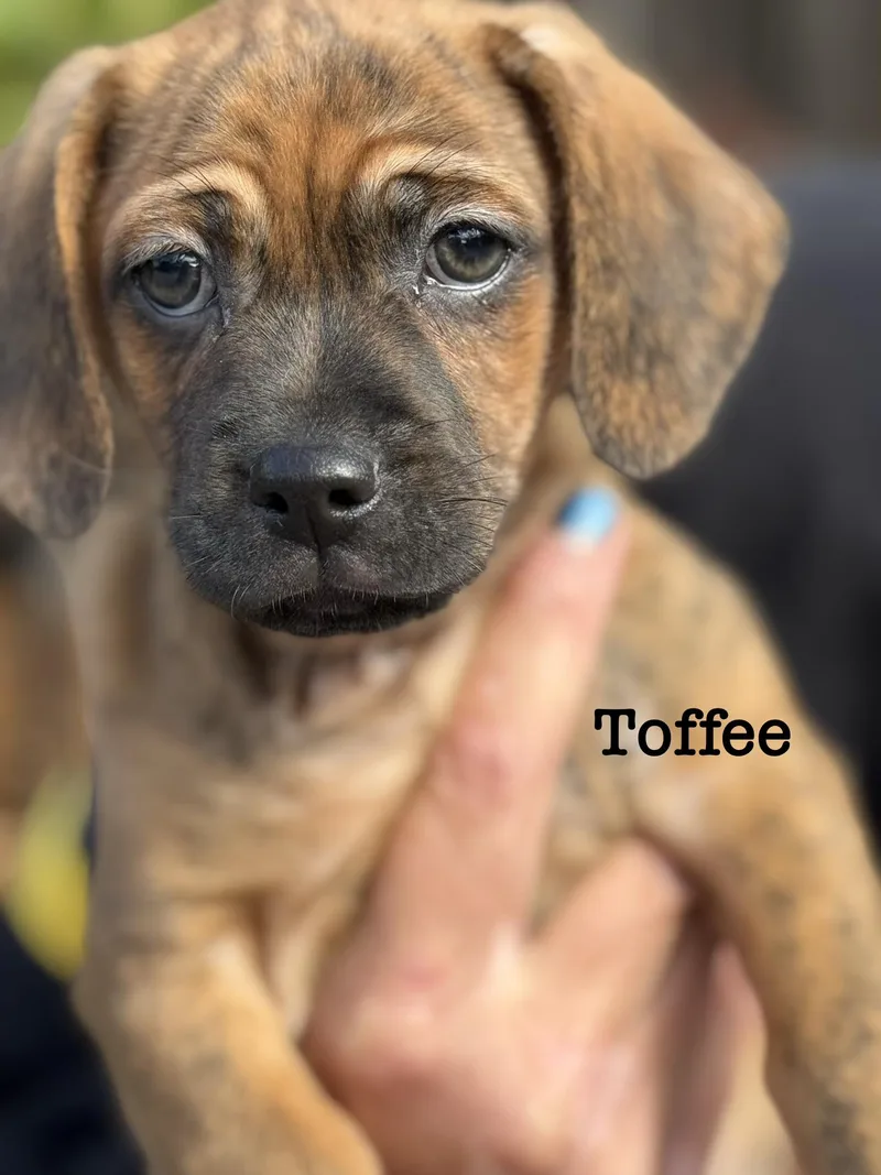 Toffee thumbnail 2