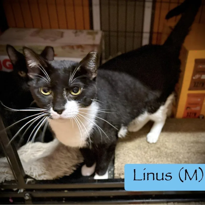 An adult small-sized male Black Domestic Short Hair cat named Linus for adoption in Tulsa, OK