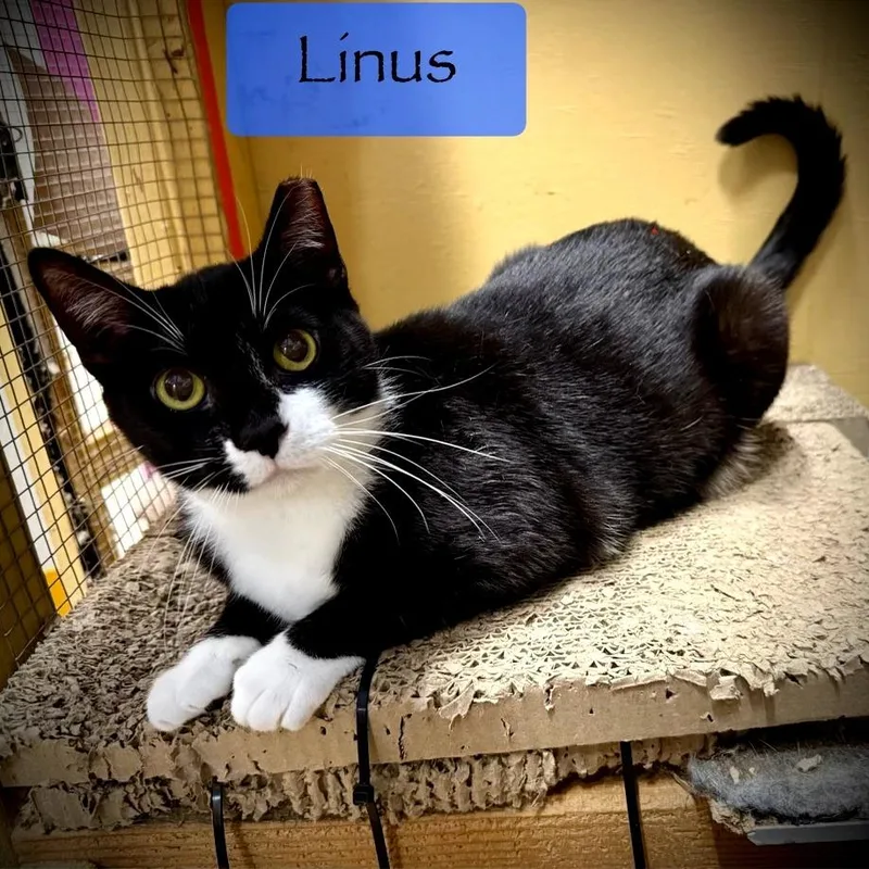 Linus thumbnail 2