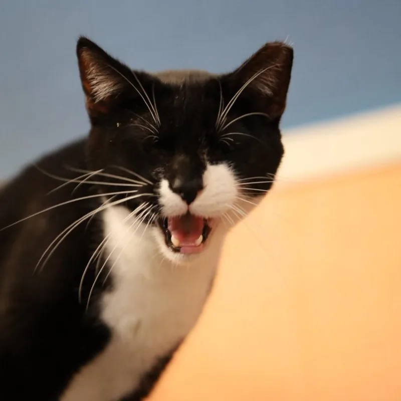 Linus thumbnail 5