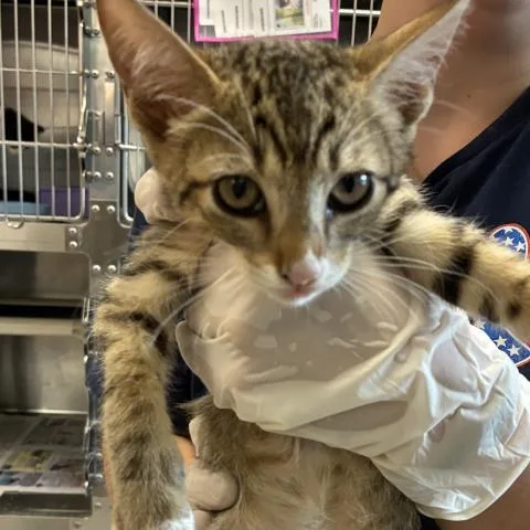 A baby medium-sized male Domestic Short Hair cat named Gideon Crispin for adoption in Pensacola, FL