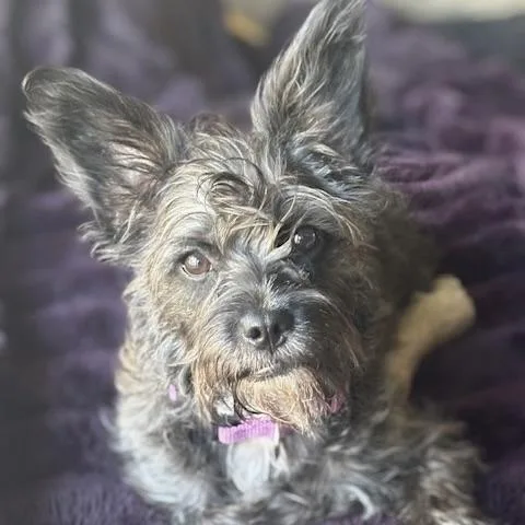 A baby small-sized female Terrier dog named Stella for adoption in Prior Lake, MN