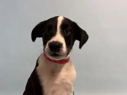 A baby small-sized female Labrador Retriever dog named Apple Cider for adoption in Woodbury, MN