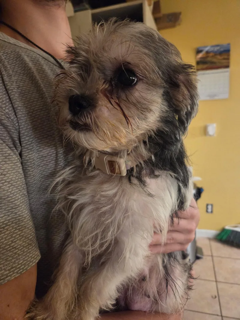 An adult small-sized female Shih Tzu dog named Penny for adoption in Brockport, NY