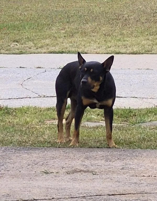 A young medium-sized male Shepherd dog named Pen C Churro for adoption in Lawrenceville, GA