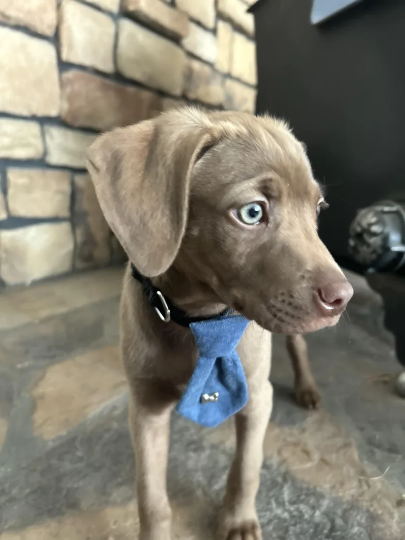 A young medium-sized male Gray / Blue / Silver Weimaraner dog named Mowgli for adoption in West Valley, UT