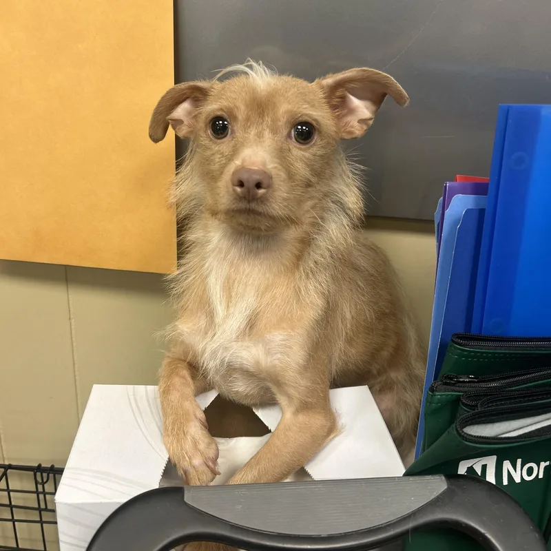 An adult small-sized male White / Cream Chihuahua dog named Mateo for adoption in Myerstown, PA