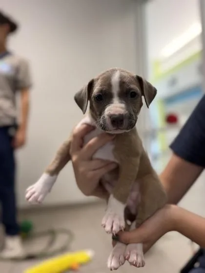 A baby small-sized male Pit Bull Terrier dog named Fun House for adoption in Daytona Beach, FL
