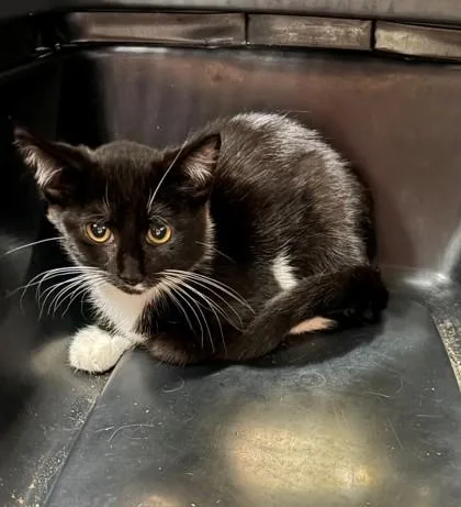 A baby small-sized female Domestic Short Hair cat named Lakey for adoption in Baraboo, WI